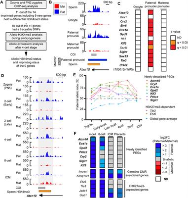 Presence of H3K4me3 on Paternally Expressed Genes of the Paternal Genome From Sperm to Implantation